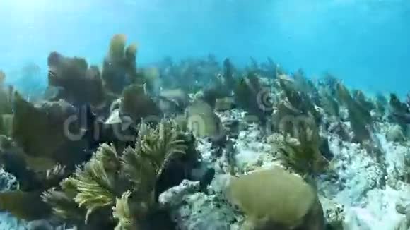 加勒比海迷于伯利兹美丽的珊瑚礁视频的预览图