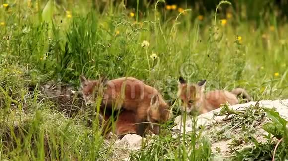快乐的红狐崽靠近洞穴视频的预览图