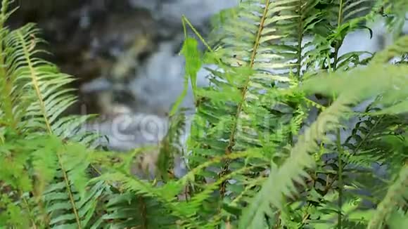雨林中的绿色蕨类植物视频的预览图