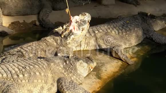 鳄鱼在动物园里躺在绿色沼泽河附近的地上觅食泰国亚洲视频的预览图