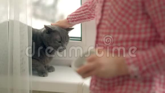 一个小女孩正在喂一只坐在窗边的猫视频的预览图