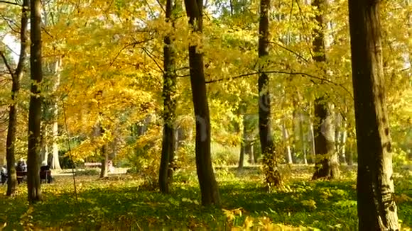 秋天的树叶飘落视频的预览图