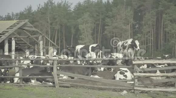 奶牛奶牛在农场的牧场里视频的预览图