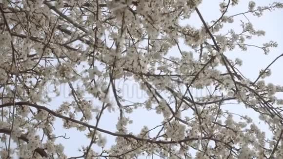 盛开的樱花树开着美丽的白花视频的预览图