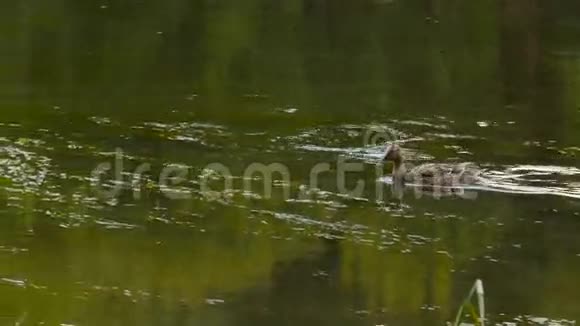 野母鸭在水中游泳视频的预览图