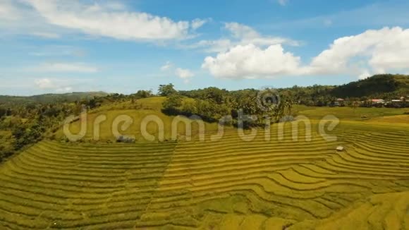 稻田的鸟瞰图菲律宾博霍尔视频的预览图