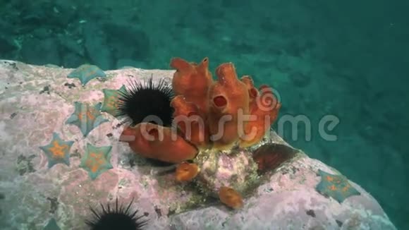 桑迪红海底与五颜六色的海绵日本海视频的预览图
