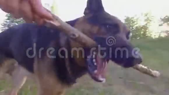 狗嘴里插着棍子跑快关门斯坦迪卡姆视频的预览图