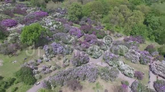 植物园里盛开的紫丁香空中观景视频的预览图