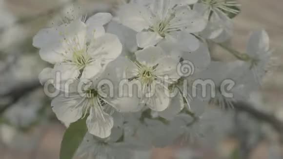 春天的樱花视频的预览图