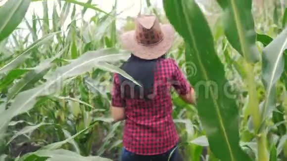 智慧生态是一种收获农业的耕作理念农民女孩植物生活方式研究员收割玉米芯视频的预览图