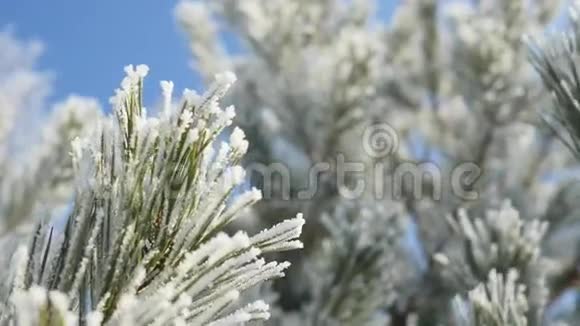 冰雪覆盖的松枝冬季自然背景视频的预览图