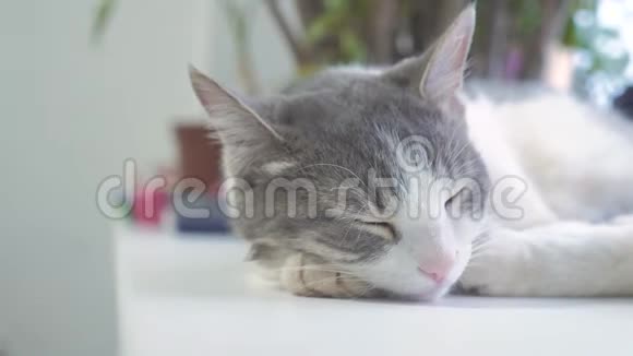 猫在窗台上睡觉慢动作视频生活方式有趣的视频猫猫在睡觉可爱的宠物视频的预览图
