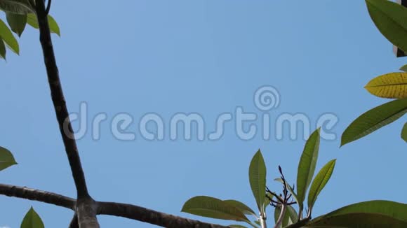 绿色的热带叶子在蓝天背景上阳光明媚的一天在热带岛屿巴厘岛印度尼西亚视频的预览图