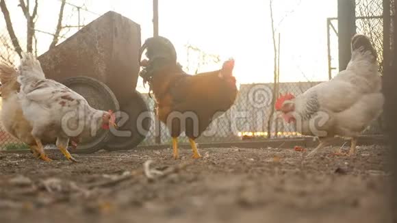 鸡和公鸡在院子里视频的预览图