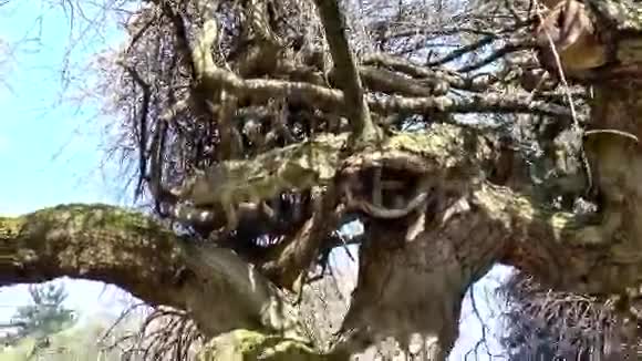 古老的春天树木视频的预览图