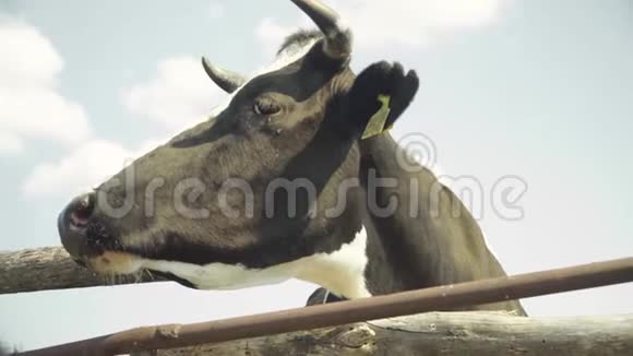 农场的牛农业视频的预览图