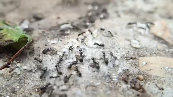 蚂蚁和幼虫视频的预览图