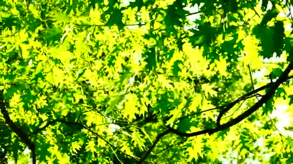 夏日阳光透过橡树叶旋转视频的预览图