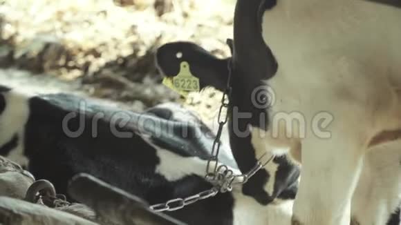 农场的牛农业视频的预览图