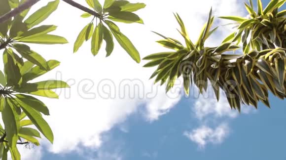 绿色的热带叶子在蓝天背景上阳光明媚的一天在热带岛屿巴厘岛印度尼西亚视频的预览图