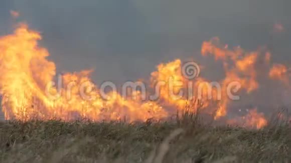 草原上巨大的自然风暴火焰森林大火燃烧干草视频的预览图