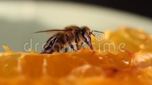 蜜蜂采蜜采蜜视频的预览图