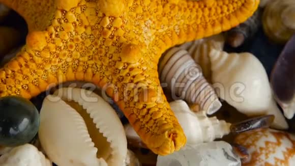 不同的混合彩色贝壳作为背景各种珊瑚海洋软体动物和扇贝壳视频的预览图