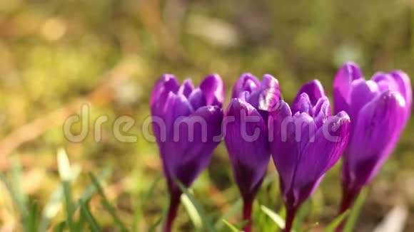 紫红花在春天视频的预览图