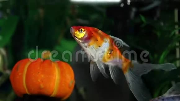 鱼缸里的一条金鱼视频的预览图