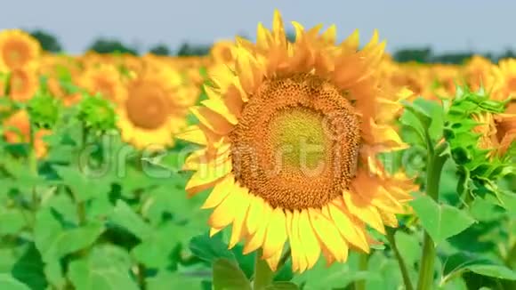 向日葵在夏天阳光明媚的一天视频的预览图