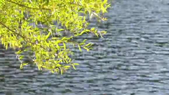阳光和湖中的绿色植物视频的预览图