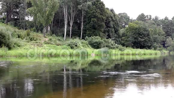 森林里的河流视频的预览图