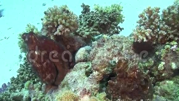 珊瑚礁上的章鱼视频的预览图