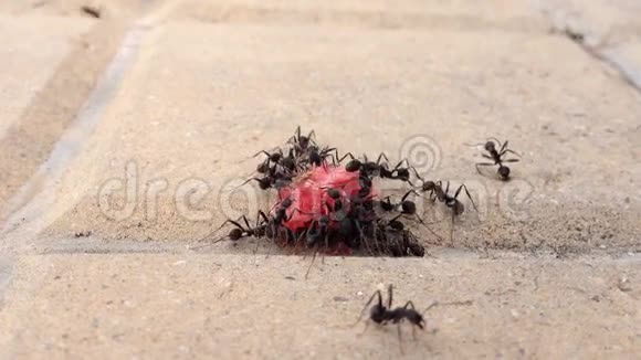 一群吃着甜的黑蚂蚁视频的预览图