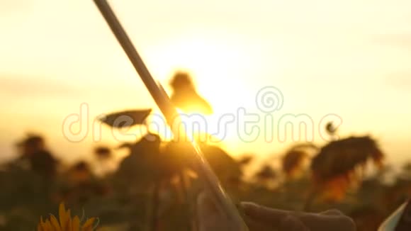 女农艺师正在研究向日葵的开花外地女商人计划他们的收入农民女孩视频的预览图