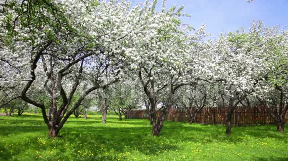 在花园里种苹果树视频的预览图