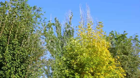 秋天的树在蓝天的背景上视频的预览图