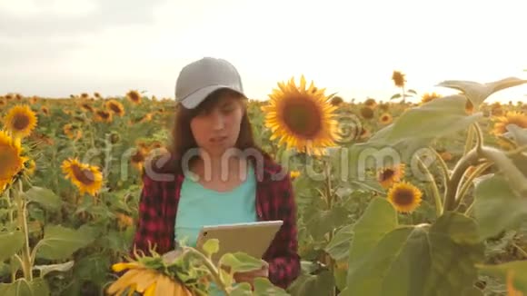 农民妇女在向日葵田用平板电脑检查盛开的向日葵女农学家正在研究视频的预览图