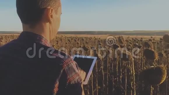 农民农学家在向日葵田里拿着平板电脑在收割前检查庄稼视频的预览图