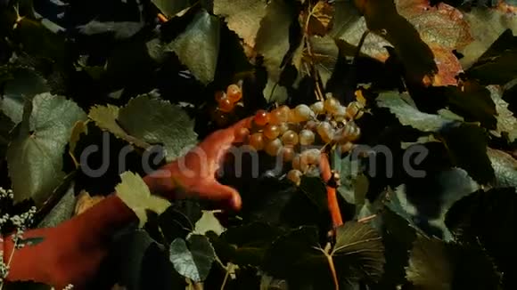 人在秋天摘葡萄视频的预览图