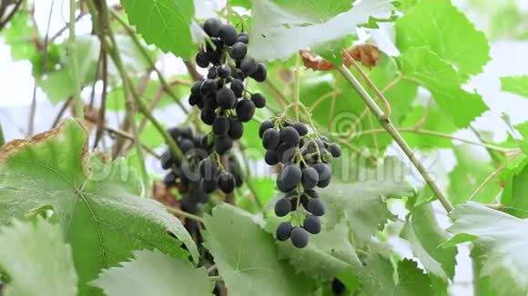 收获成熟的黑葡萄视频的预览图