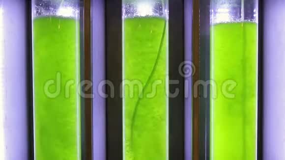 藻类燃料生物燃料工业中的光生物反应器视频的预览图