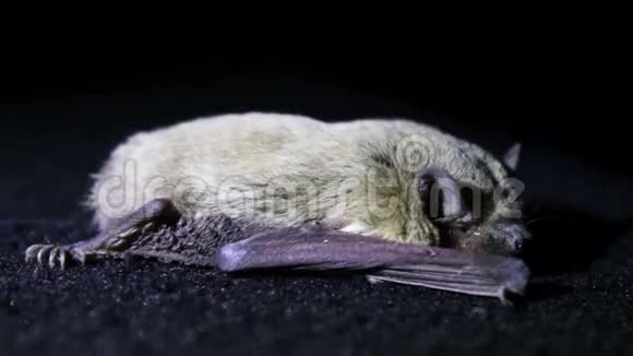 蝙蝠夜躺在地上视频的预览图