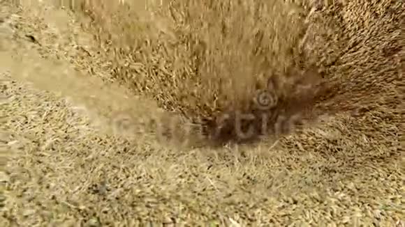 奶奶干粮玉米吃的小麦农业文化特写视频的预览图