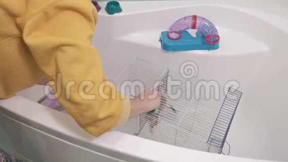 一个年轻的女人照顾一只宠物用水在水龙头下洗澡打扫浴室里的笼子一只啮齿动物一只老鼠视频的预览图