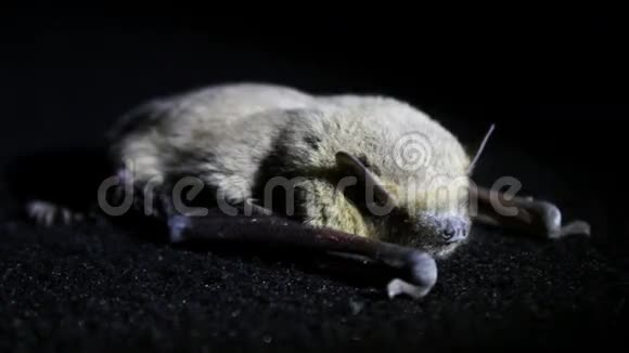 蝙蝠夜躺在地上视频的预览图