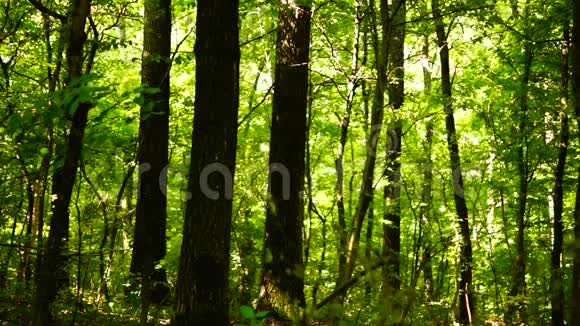 森林树木背景绿色自然景观声音八月潘视频的预览图
