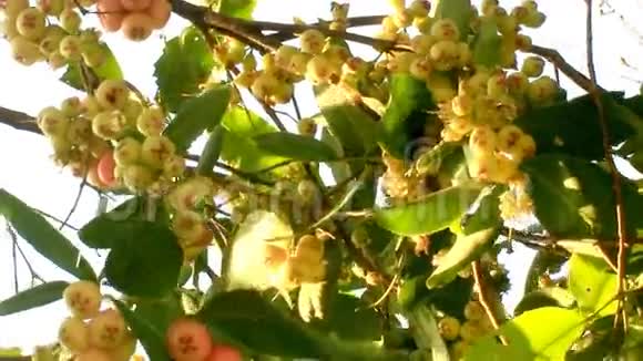 花园里的李子树视频的预览图