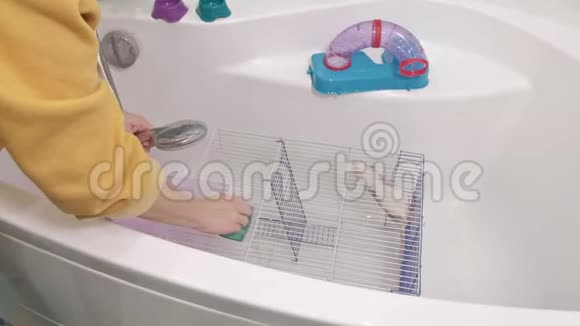 一个年轻的女人照顾一只宠物用水在水龙头下洗澡打扫浴室里的笼子一只啮齿动物一只老鼠视频的预览图